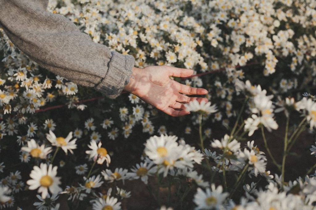 Hãy khám phá vẻ đẹp trong trắng của cúc họa mi Đà Lạt, một loài hoa được yêu thích bởi sự thanh nhã và tinh tế của nó. Với tông màu trắng ngà và những cánh hoa xoè như đóa sen, cúc họa mi Đà Lạt khiến cho bất kỳ không gian nào trở nên sang trọng và thanh lịch.